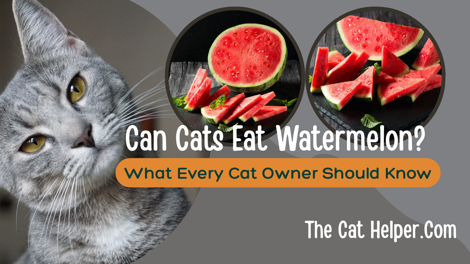 Can cats eat watermelon? A curious cat sniffing a juicy slice of watermelon on a summer day.