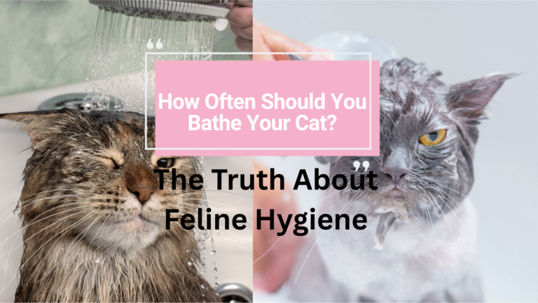 How Often Should You Bathe Your Cat? Expert tips on cat bathing frequency and coat care.