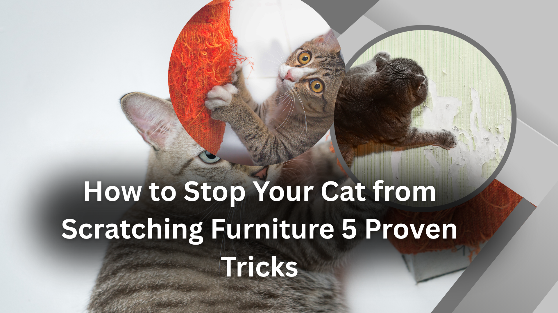 Cat scratching a couch with a scratching post nearby – tips on how to stop your cat from scratching furniture.