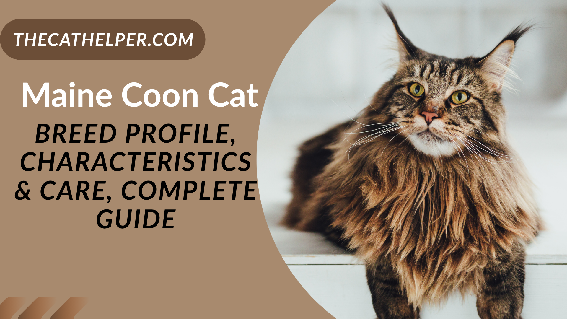 Majestic Maine Coon Cat with fluffy tail and tufted ears lounging on a cozy couch at home