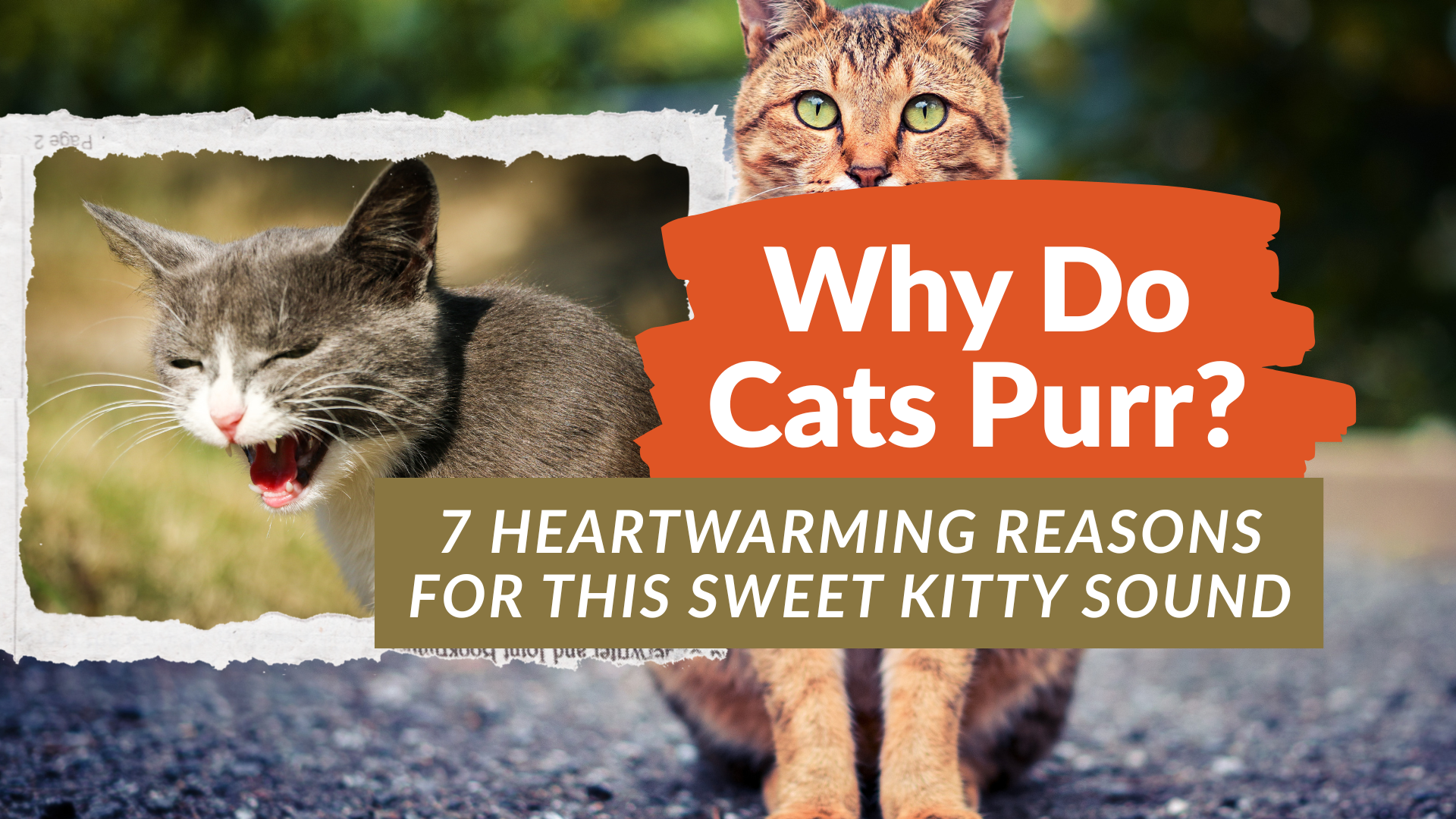Curious tabby cat purring while resting on a couch — Why Do Cats Purr explained visually
