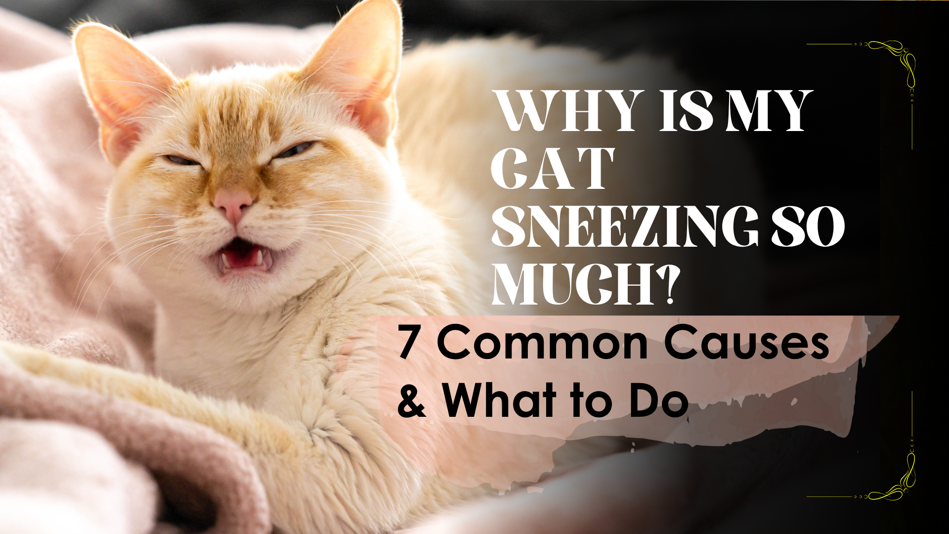 A curious cat mid-sneeze on a soft blanket, visualizing Why Is My Cat Sneezing So Much? topic.