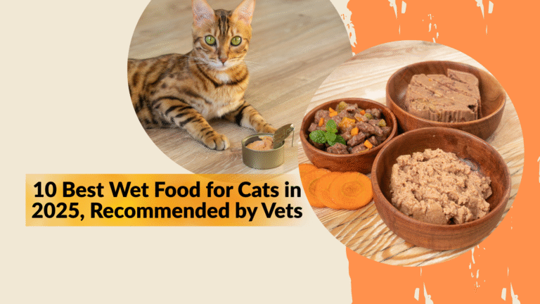 Best wet food for cats served in bowls with fresh meat