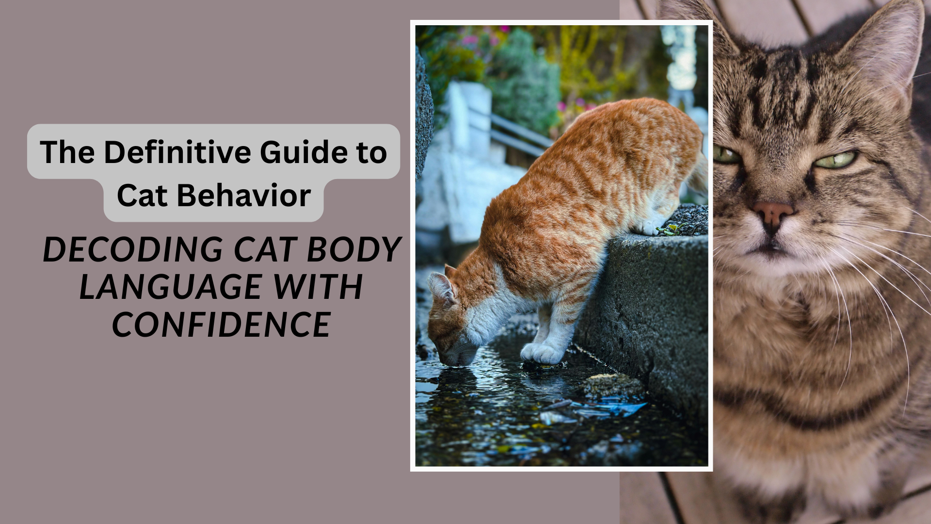 Cat behavior displayed through relaxed posture and expressive body language in a calm setting.
