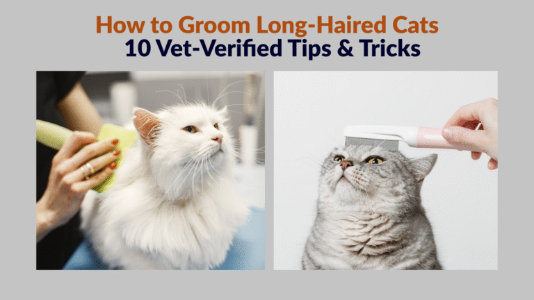 Cat owner gently brushing to Groom Long-Haired Cats, keeping fur shiny, healthy, and free of mats.