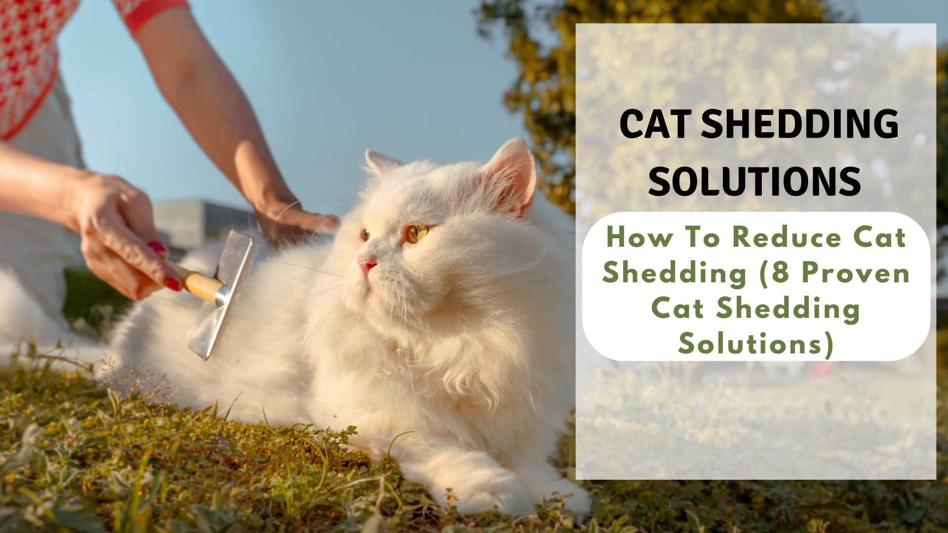 Cat shedding solutions with grooming brush – reduce cat shedding naturally for a healthier coat