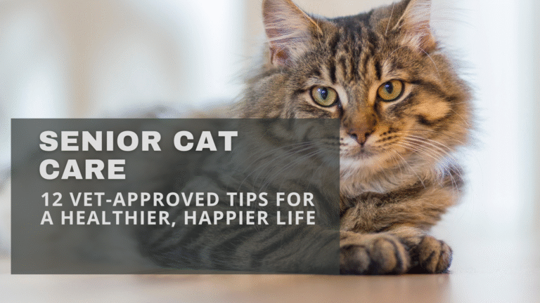 Senior cat care tips: An older cat resting comfortably at home with a cozy blanket and gentle light
