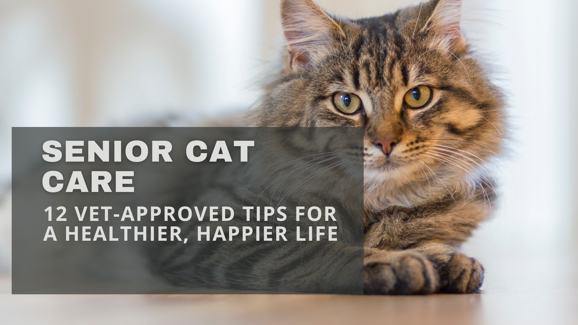 Senior cat care tips: An older cat resting comfortably at home with a cozy blanket and gentle light