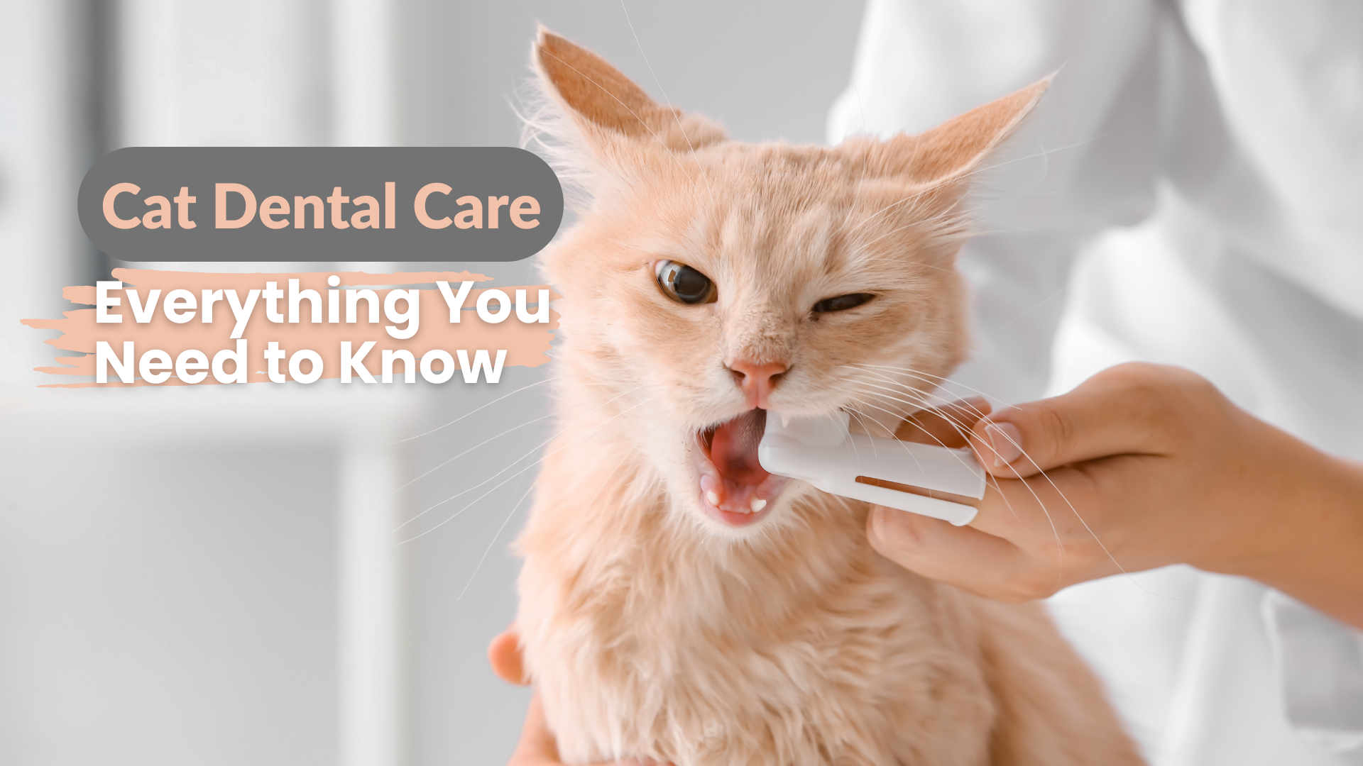 Cat dental care with toothbrush for healthy feline teeth and gums