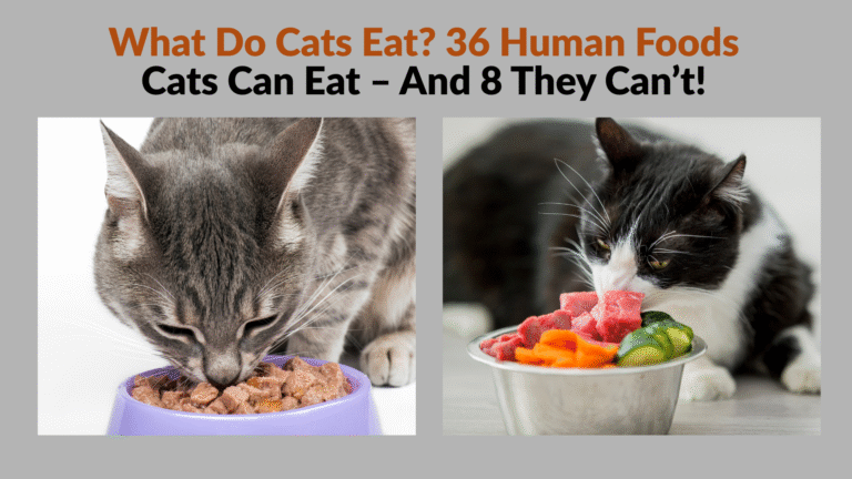 Curious cat looking at a bowl of food – What Do Cats Eat? explained with safe diet tips