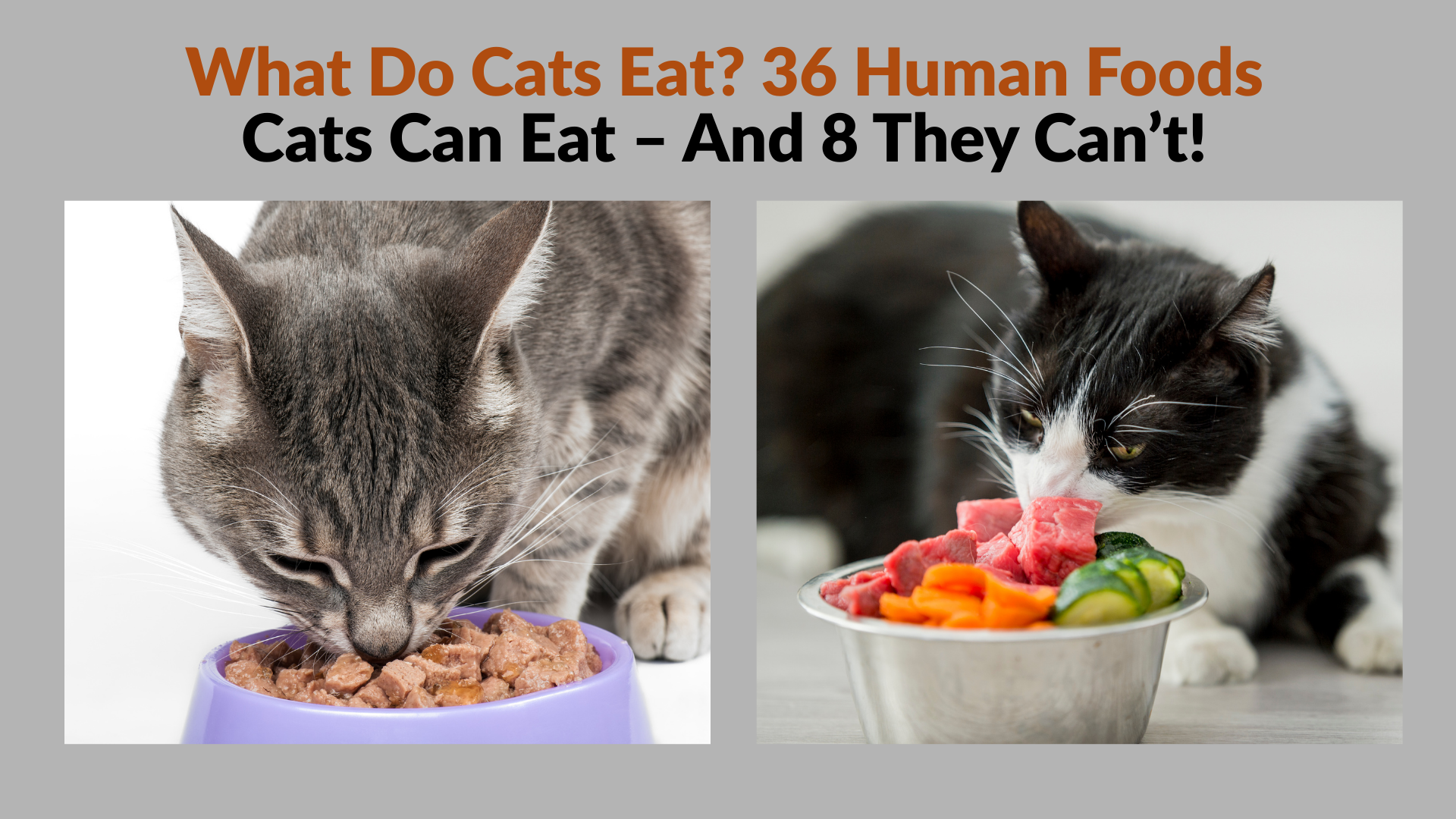 Curious cat looking at a bowl of food – What Do Cats Eat? explained with safe diet tips